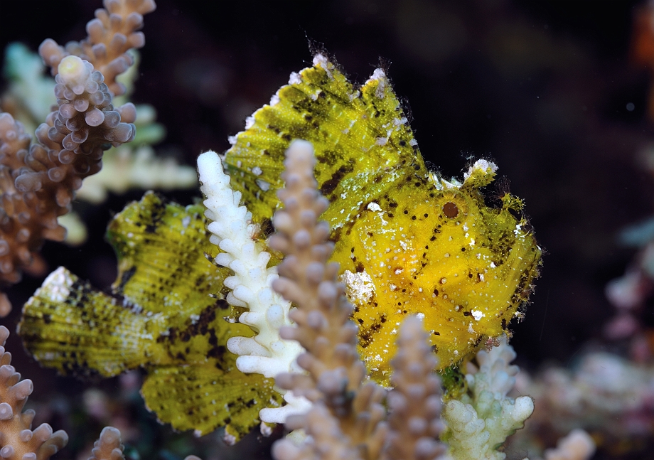 png1001_048.jpg - Leaf Scorpionfish