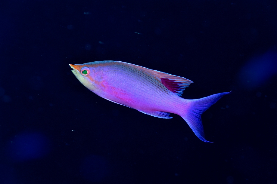 png1001_223.jpg - Purple Anthias