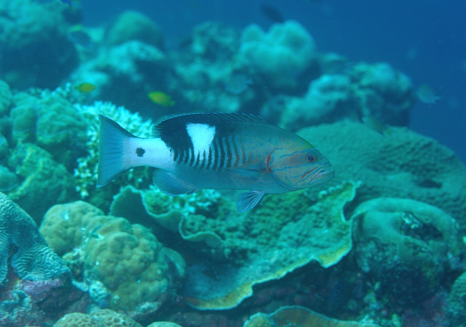 png1001_281.jpg - Masked Grouper