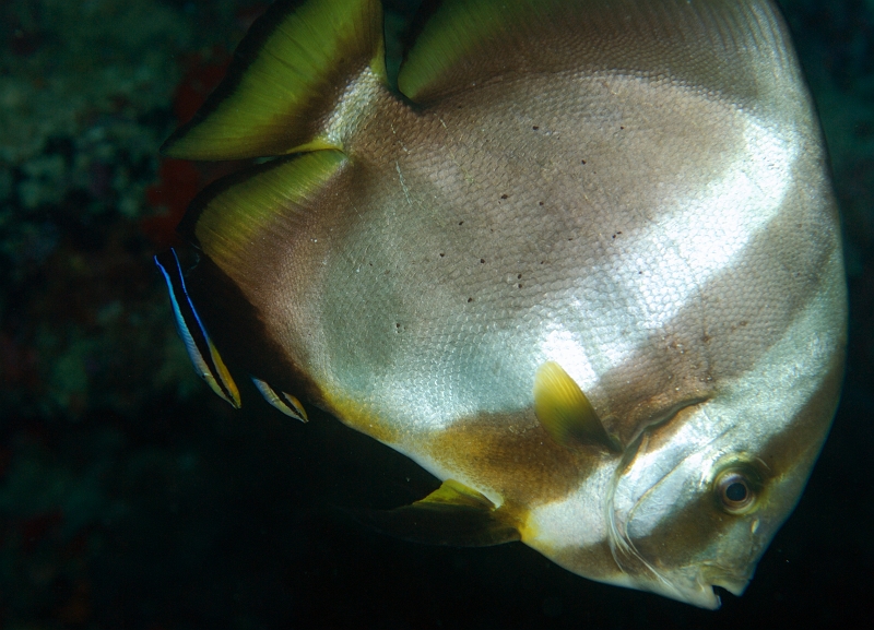 a040206083.jpg - iEcoEI Circular batfish