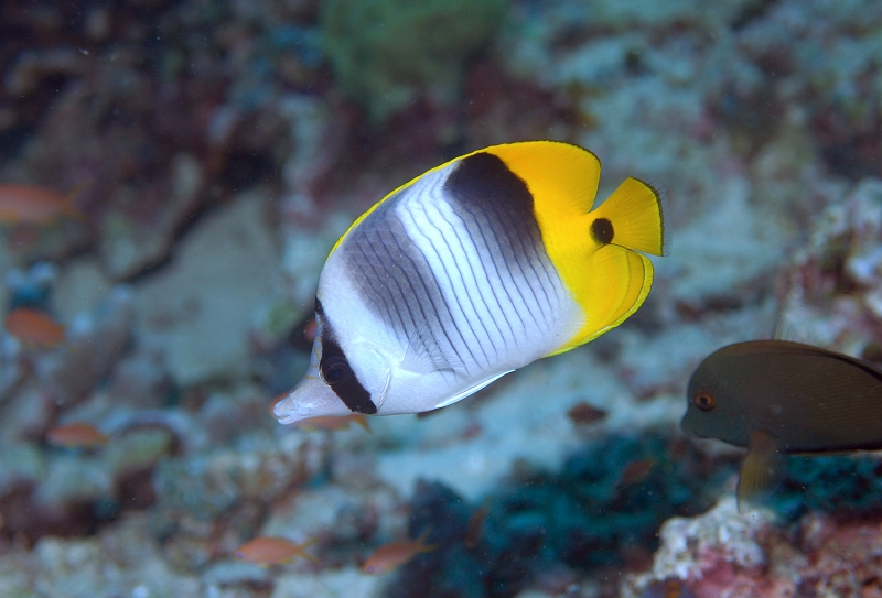 a040306010.jpg - X_`E`EEI Double-saddle butterflyfish