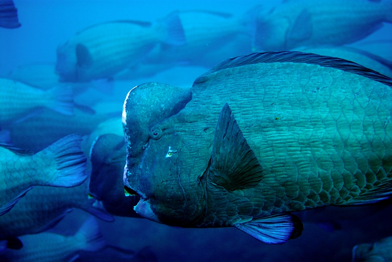 a040306063-1.jpg - Ju_ČQ Humphead parrotfish