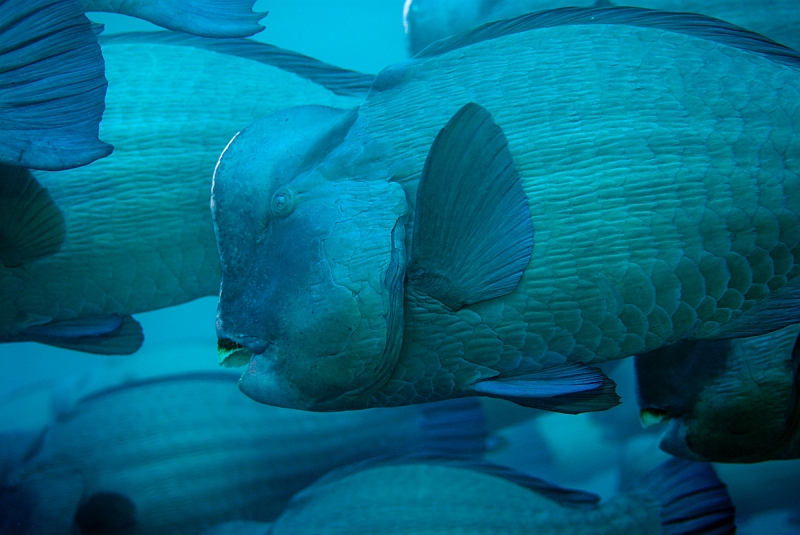 a040306065-1.jpg - Ju_ČQ Humphead parrotfish