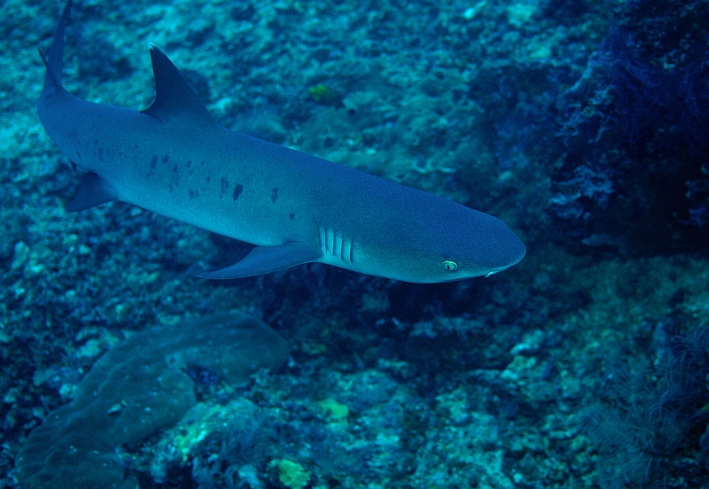 a040306102.jpg - luJ Whitetip reef shark