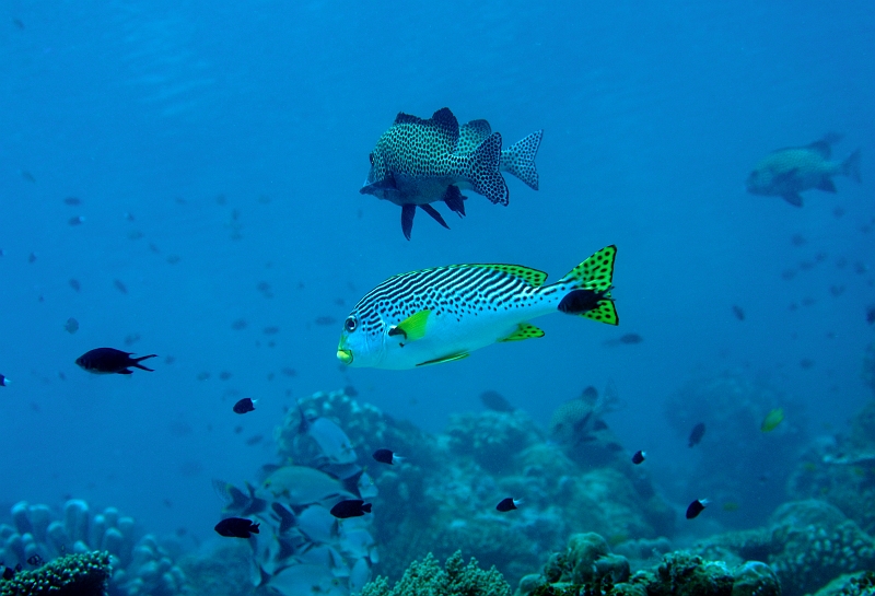 a040306210.jpg - ARVE_C Diagonal-banded sweetlips