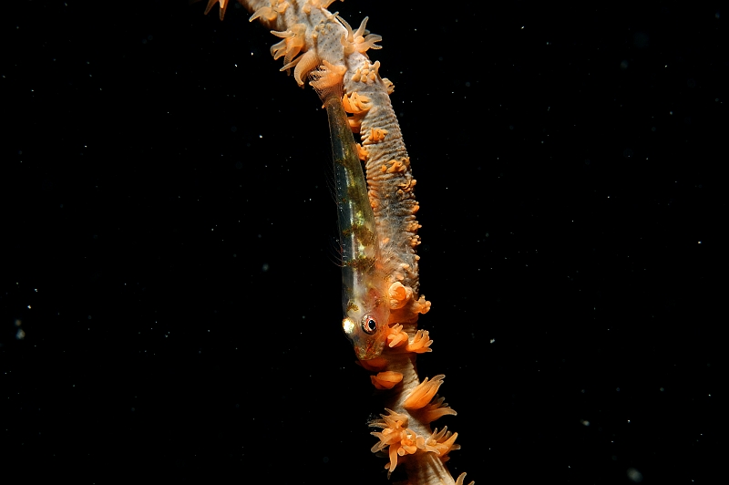 a040306249.jpg - KXn[̂P Gorgonian goby