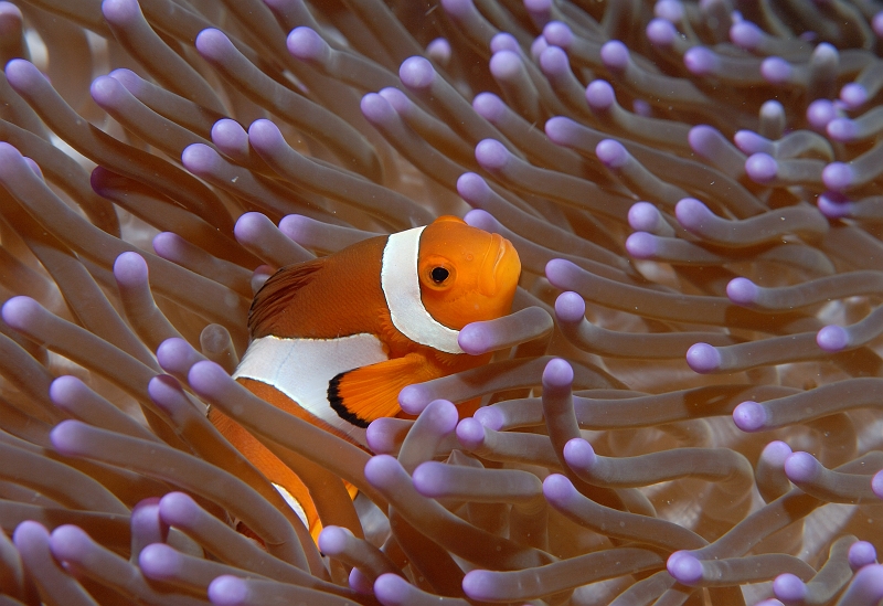 a040306276.jpg - JNN}m~ (Clown anemonefish)