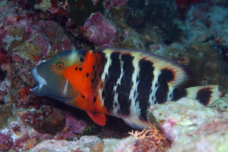 a040208234.jpg - Red-breasted wrasse, Vx
