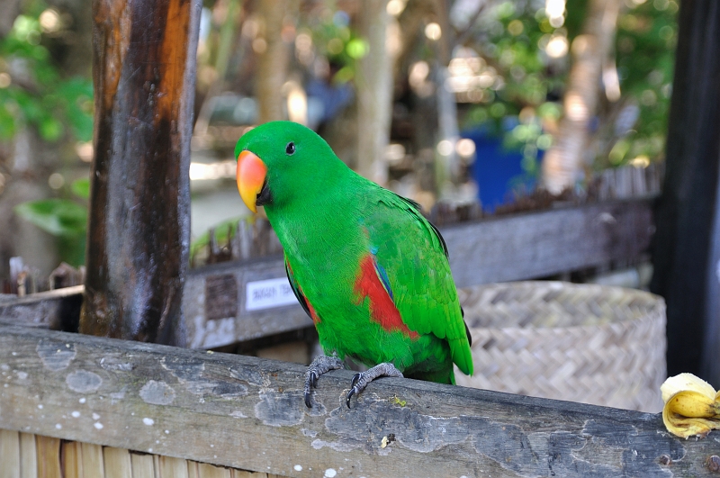 DSC_0093.jpg - Eclectus parrot iH̃Lb`ɋĂDj