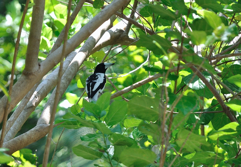 DSC_0112.jpg - Hooded Butcherbird (YOYKXj