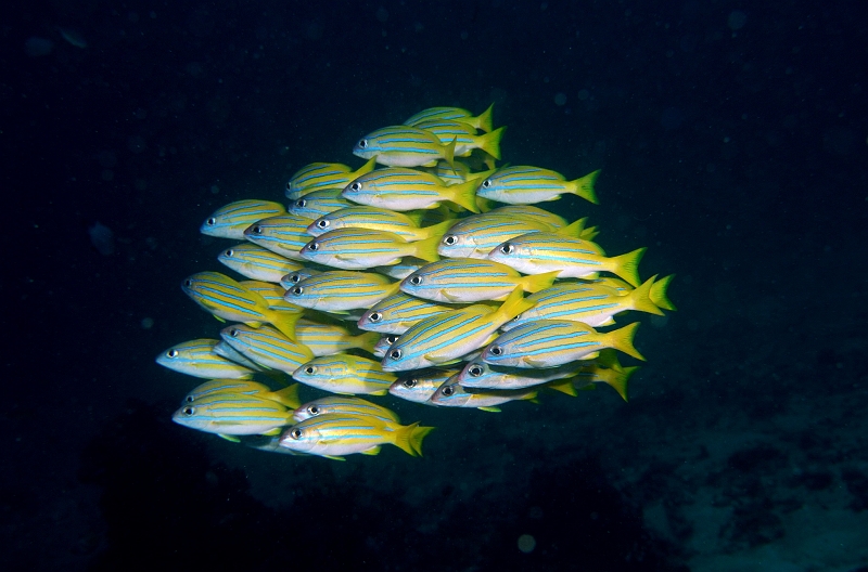 UWP_0011.jpg - Blue and yellow snapper XWtG_C