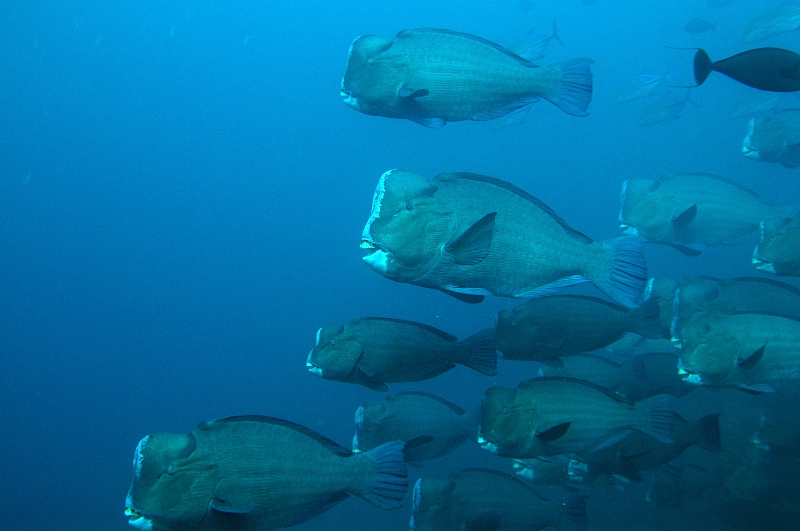 UWP_0020.jpg - Ju_C@Humphead parrotfish