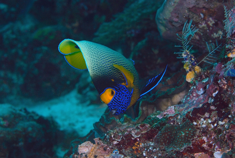 UWP_0021.jpg - Bluefaced angelfish