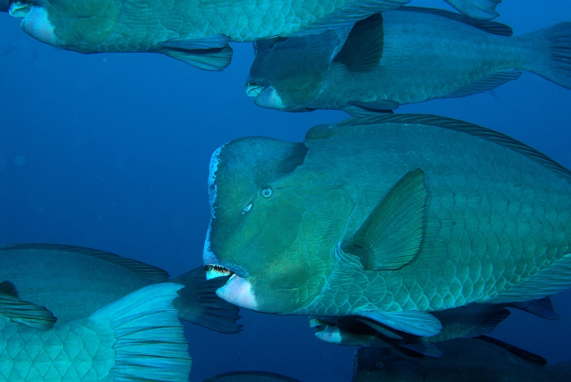 UWP_0047.jpg - Ju_C@Humphead parrotfish