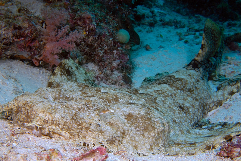 UWP_0088.jpg - Wobbegong shark (AtIIZj