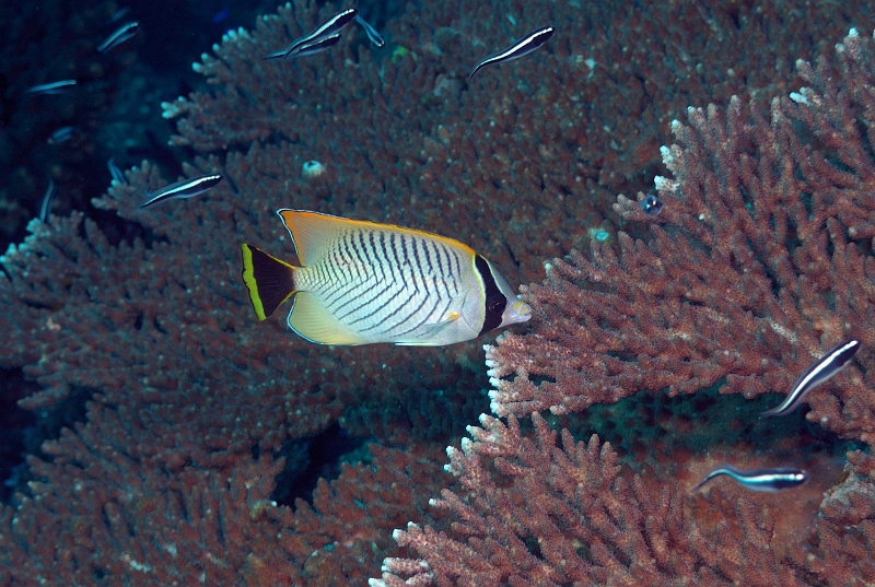 UWP_0092.jpg - Chevroned butterflyfish J^M