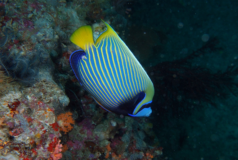 UWP_0124.jpg - Emperor angelfish