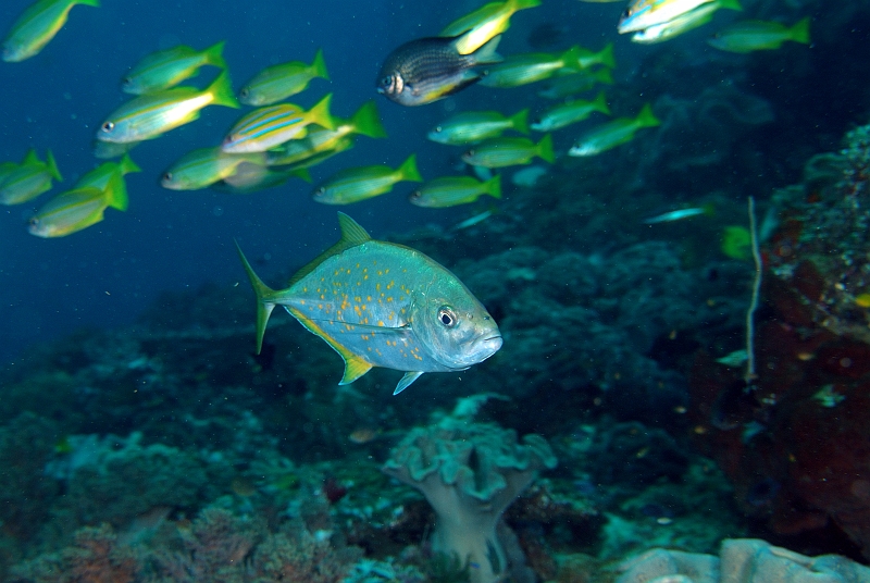 UWP_0151.jpg - RKlAW Orangespotted trevally