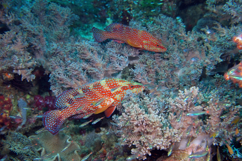 UWP_0152-325.jpg - Coral grouper J^n^