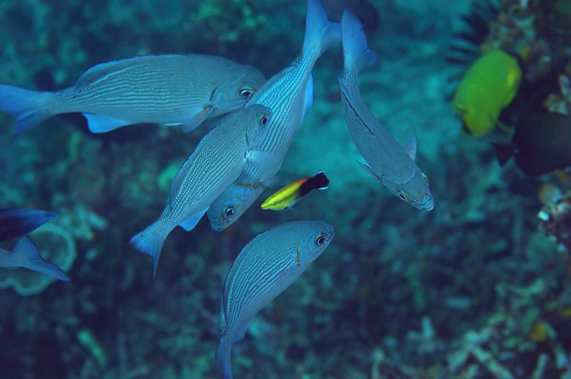 UWP_0152corrected_filtered.jpg - Black-spot clearner wrasse X~cL\Px