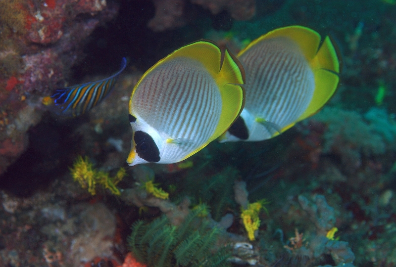 UWP_0163.jpg - NJP`E`EEI Panda butterflyfish