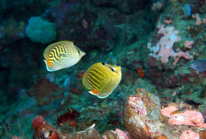 UWP_0176.jpg - VZ`E`EEI@Spot-banded butterflyfish