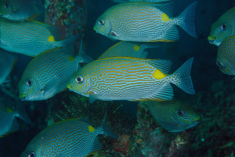 UWP_0181.jpg - Goldenspotted spinefoot. S}ACSiOrangespotted spinefoot)ɎĂD