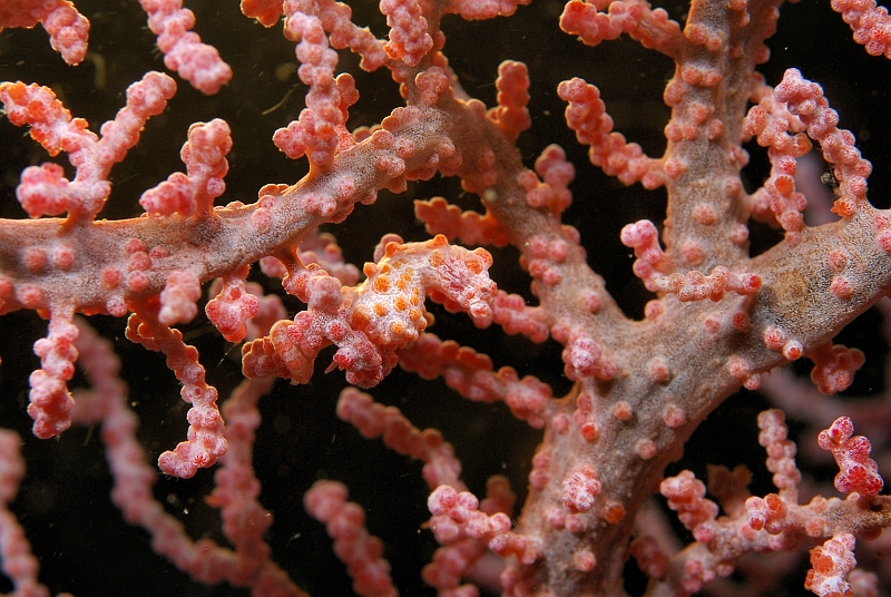 UWP_0196.jpg - Pigmy seahorse