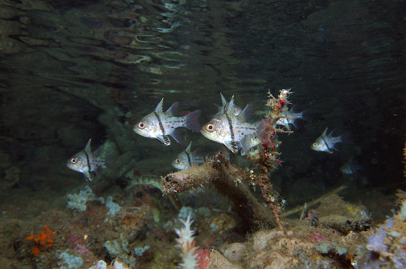 UWP_0288.jpg - z\XW}WECV`@Orbiculate cardinalfish