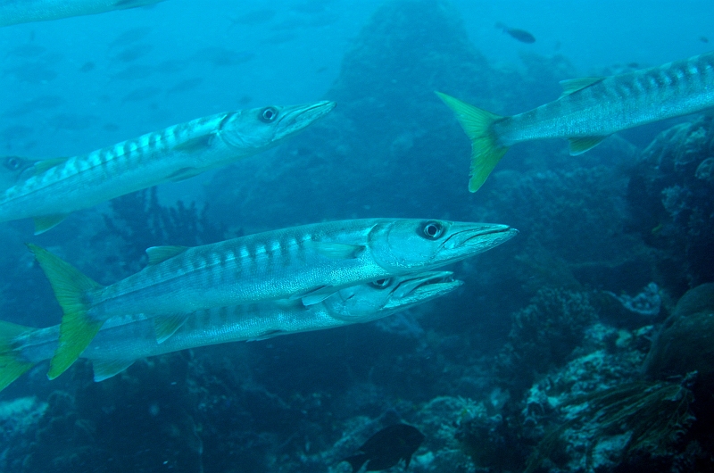 UWP_0304.jpg - Barracuda̒