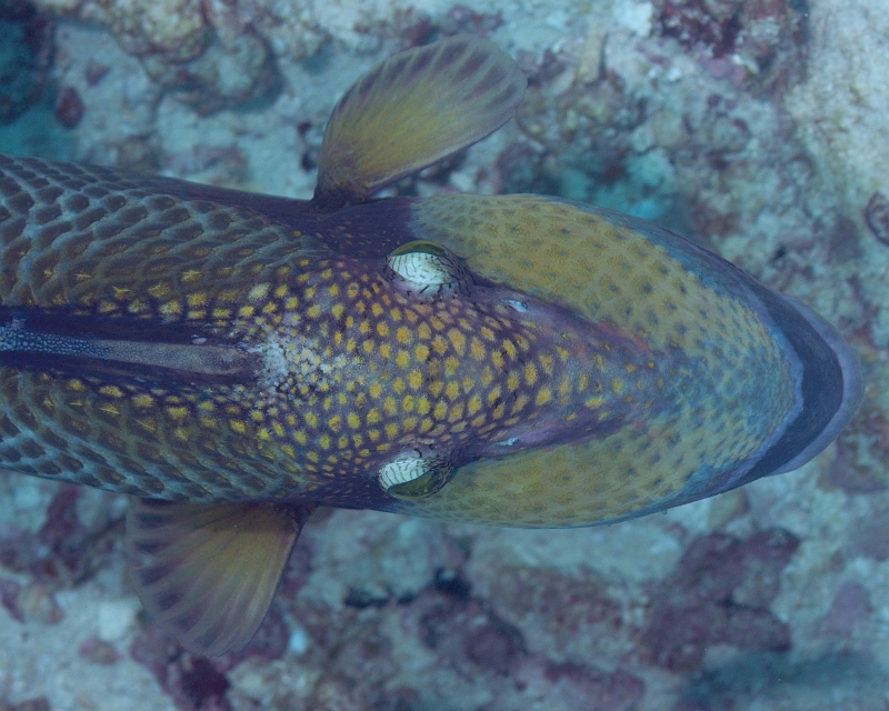 UWP_0377.jpg - Mustache triggerfish