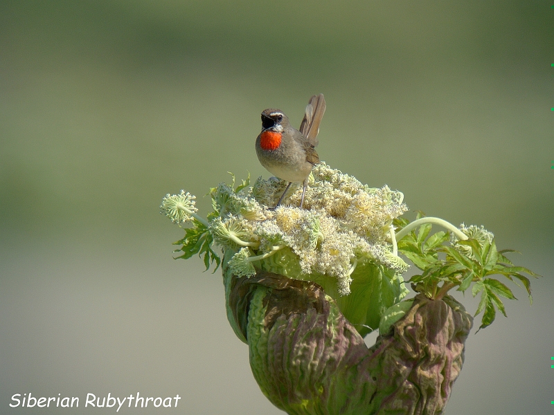 dsc03920-0.jpg - Siberian Rubythroat(mS})