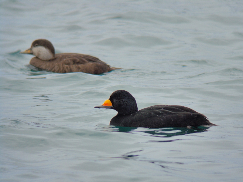 DSC05111-1.jpg - NK  Common Scoter