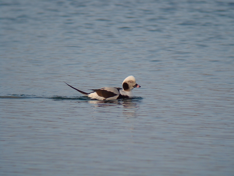 DSC05931-0.jpg - RIK(IXj@Long-tailed Duck