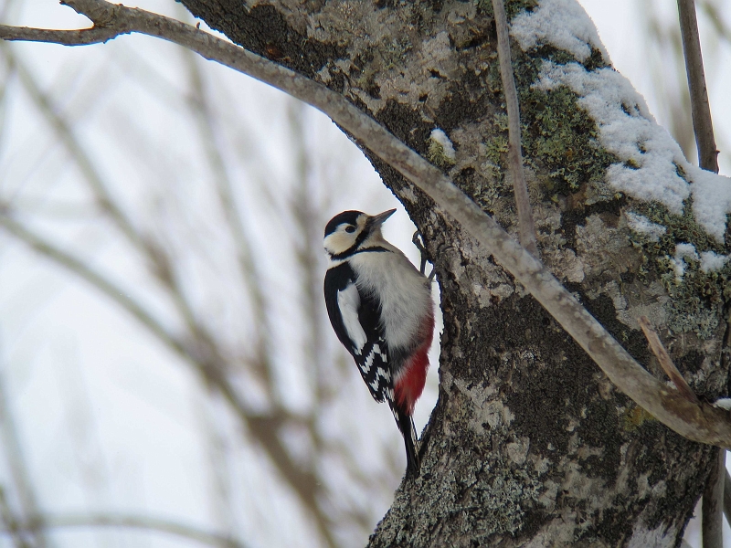 IMG_5311-1.jpg - G]AJQ@Great Spotted Woodpecker