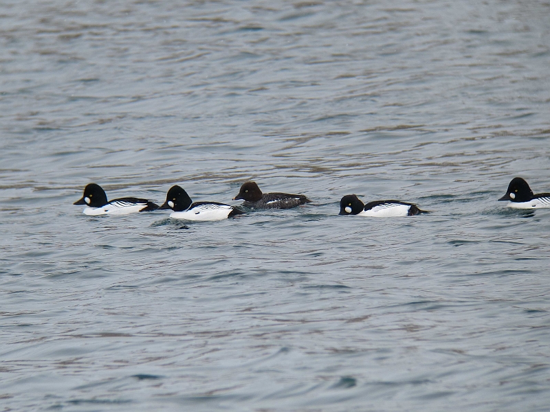 IMG_5426-1.jpg - zIWK@Common Goldeneye