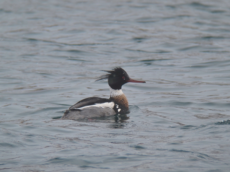 IMG_5503-1.jpg - E~ACTiIXjRed-breasted Merganser