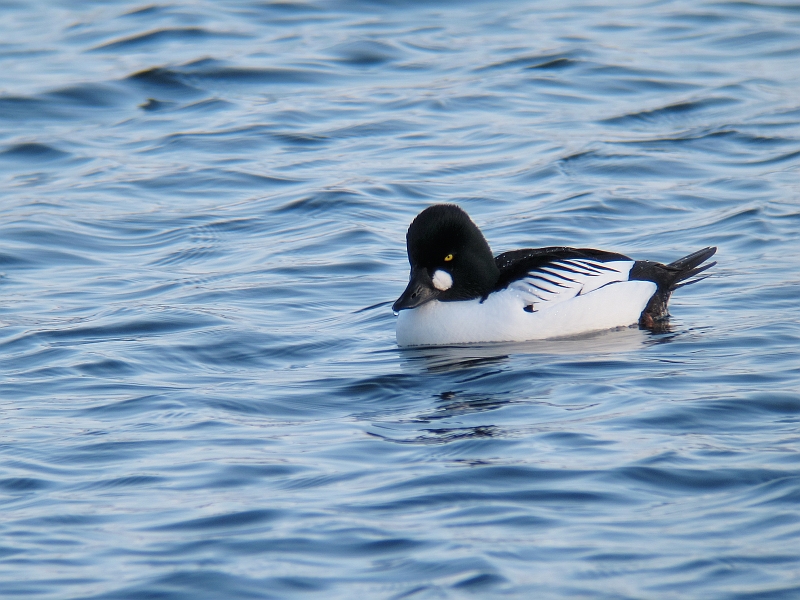 IMG_7546-1.jpg - zIWKiIXjCommon Goldeneye