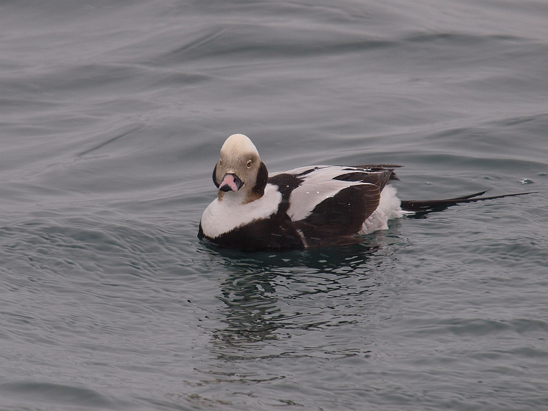 P2191262-1.jpg - RIK@Long-tailed Duck