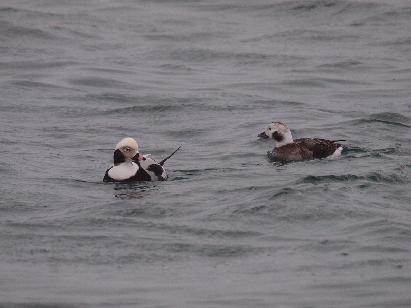 P2191305-1.jpg - RIK(IXƃXj@Long-tailed Duck