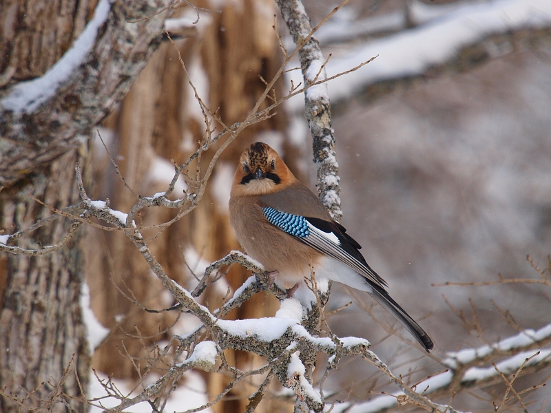 P2201456-1.jpg - ~}JPX Eurasian Jay