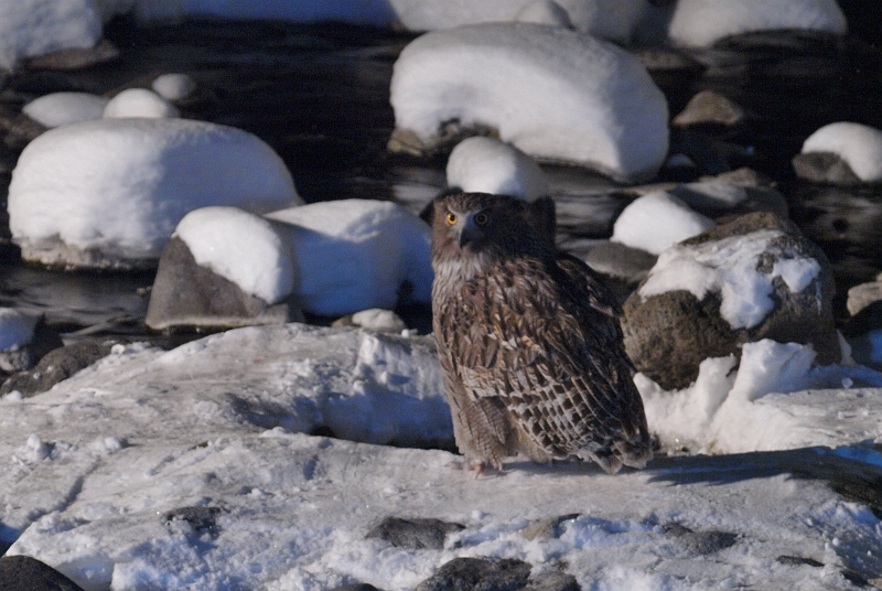 P2211560-1.jpg - V}tNE@Blakiston's Fish Owl.  d̖̉ł̒]BeD