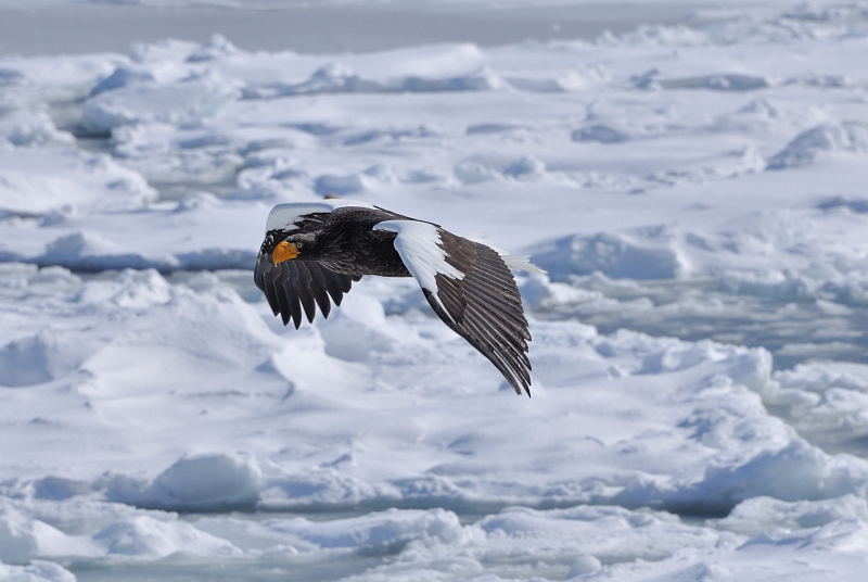 hokkaido2010-2_0171.jpg - IIV@Steller's Sea Eagle