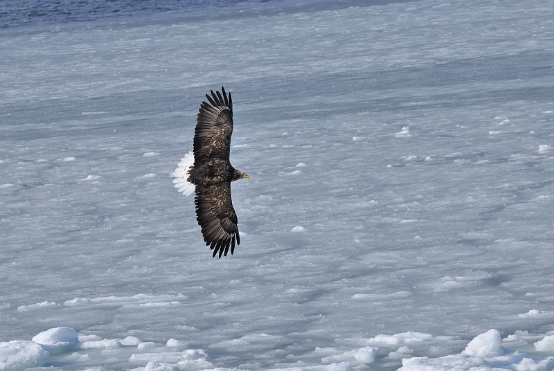 hokkaido2010-2_0253.jpg - IWV@White tailed Eagle