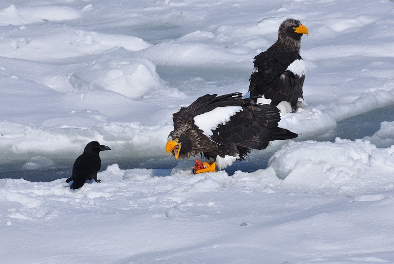 hokkaido2010-2_0319.jpg - IIV@Steller's Sea Eagle