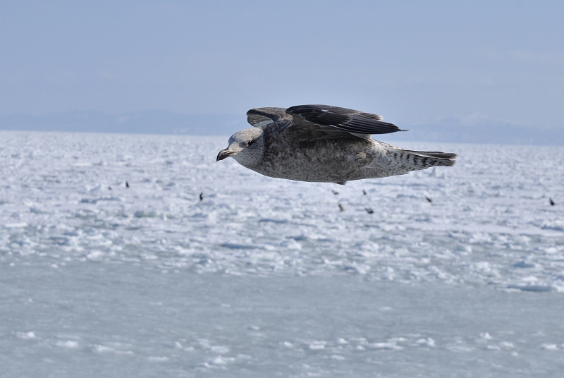 hokkaido2010-2_0421.jpg