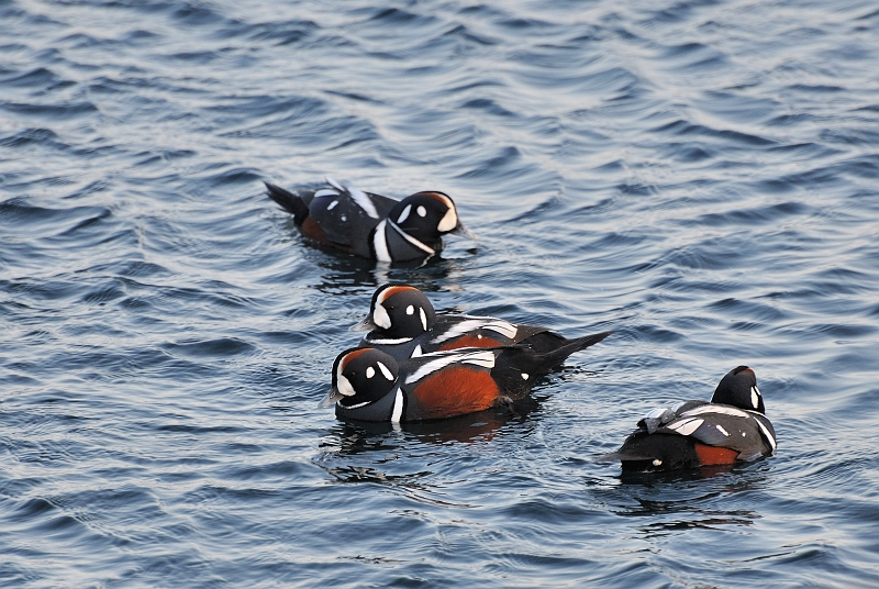 hokkaido2010-2_0503.jpg - VmK   Herlequin Duck