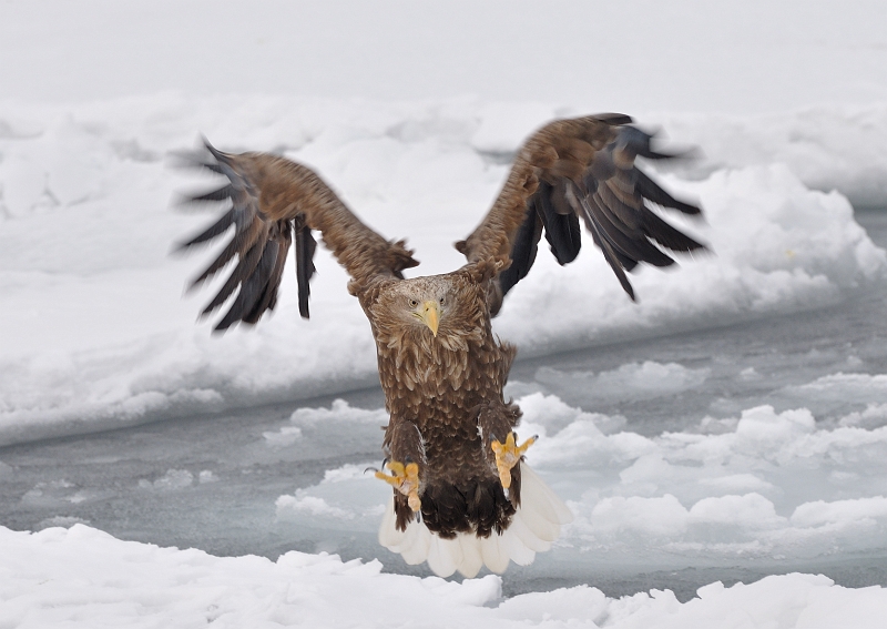 hokkaido2010-2_0696.jpg - IWV@White tailed Eagle