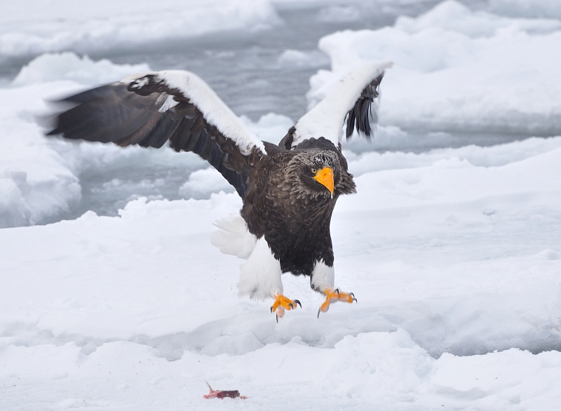 hokkaido2010-2_0716.jpg - IIV@Steller's Sea Eagle