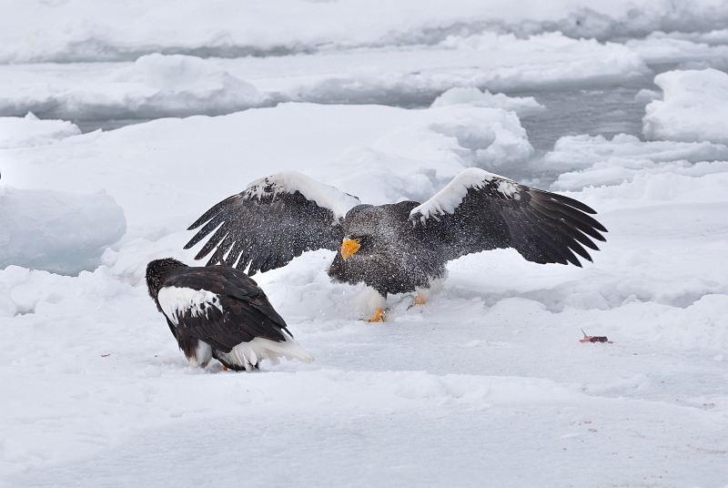 hokkaido2010-2_0724.jpg